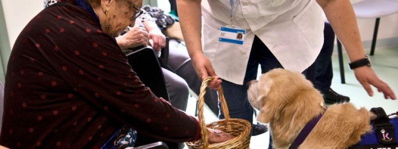 Intervenció assistida amb gos